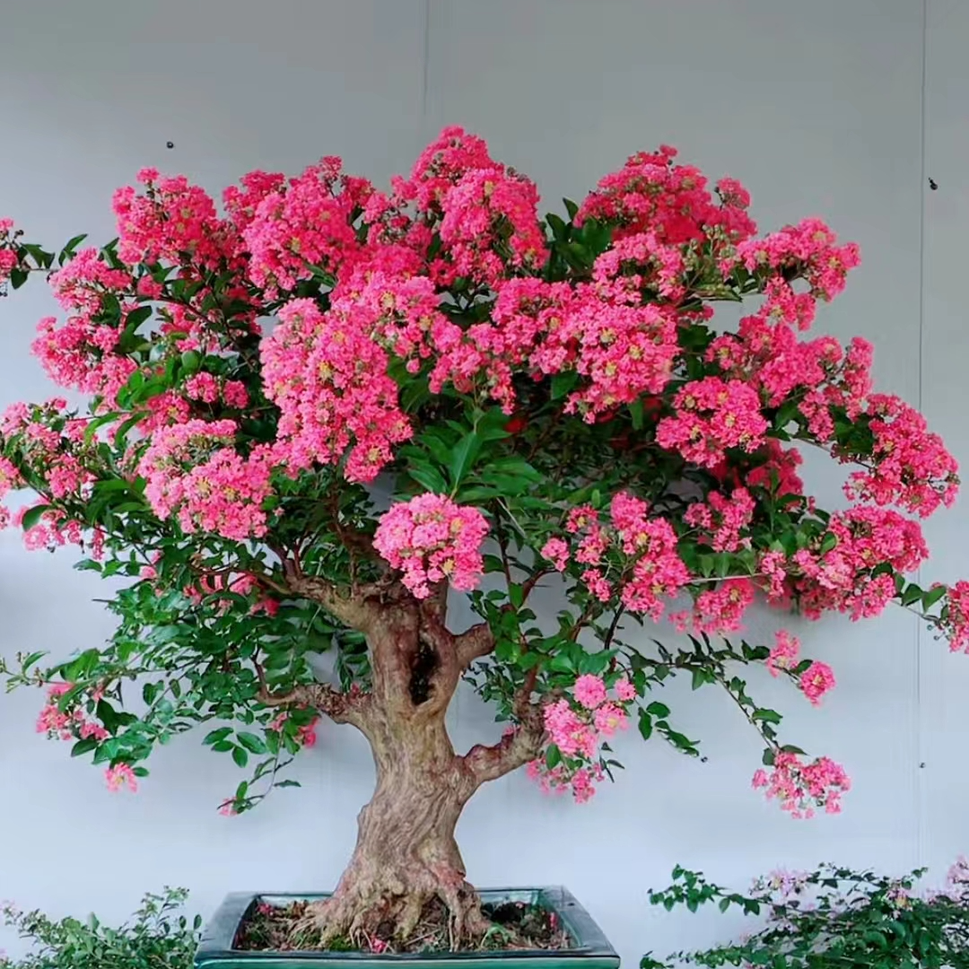 红花紫薇老桩，庭院，楼顶，冬天，花期夏季