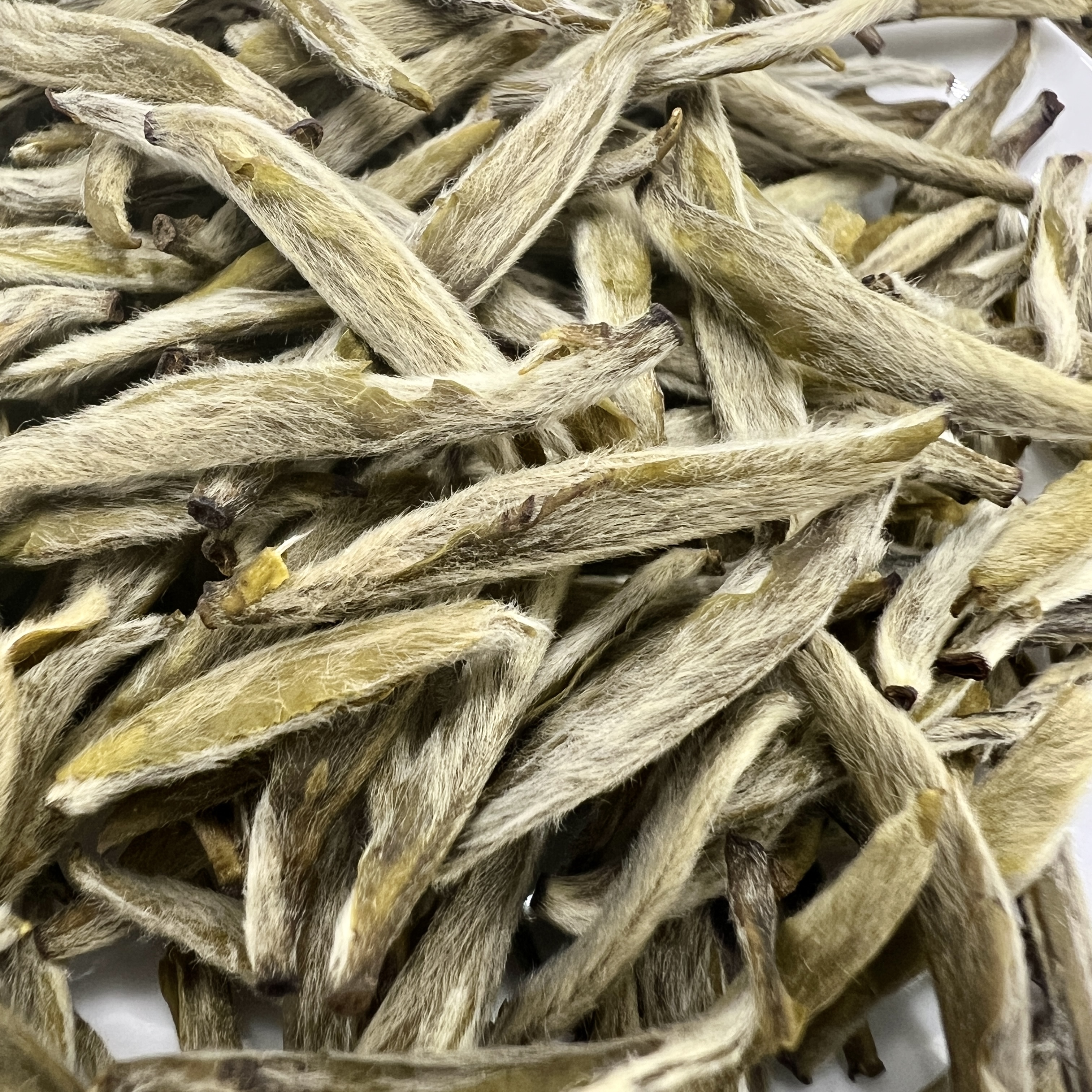慢造九窨金针王-茉莉花茶-头春头采福鼎大毫茶茶胚-芽头肥壮-慢造