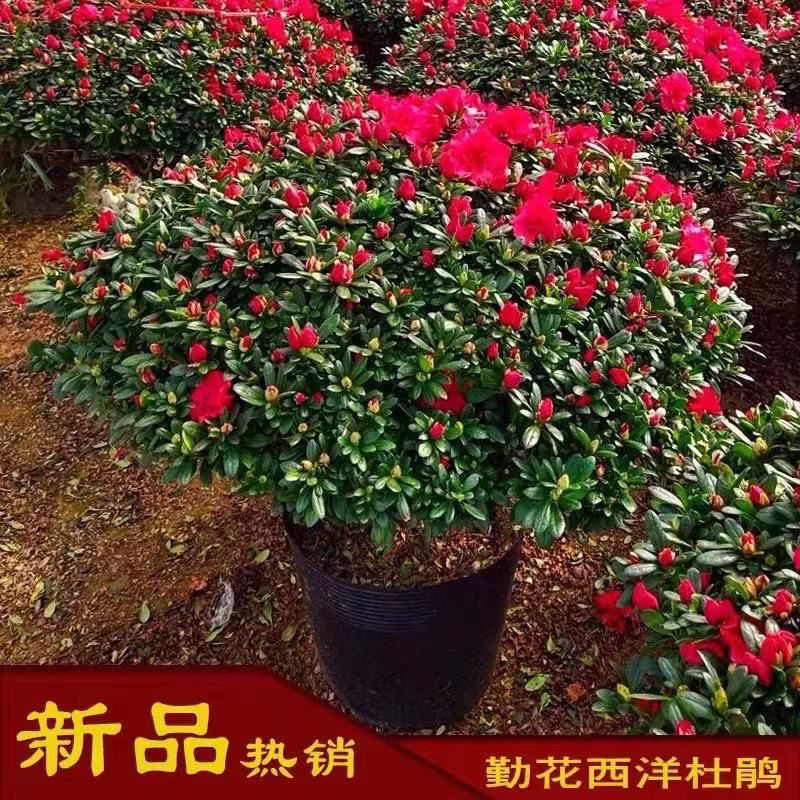 四季杜鹃花盆栽带花苞大棵杨梅红杜鹃花老桩好养花卉植物室内开花