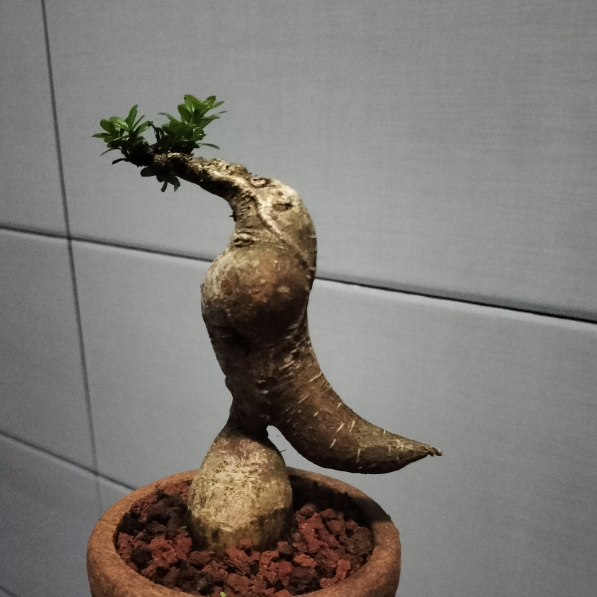 云南网红树萝卜四季常青开花不落叶（一物一拍，私拍随机发货）