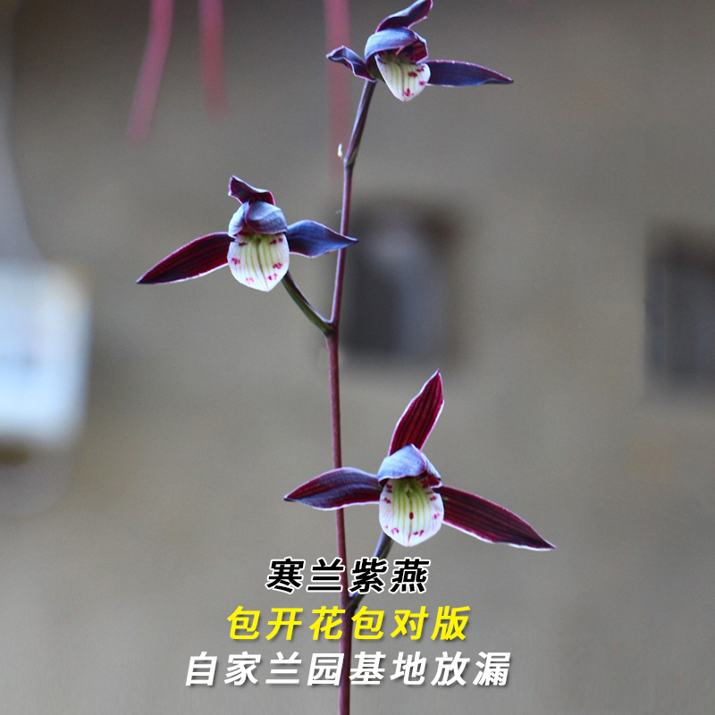 寒兰名品【紫燕】终身包对版假一赔十 放心购买 当年开花