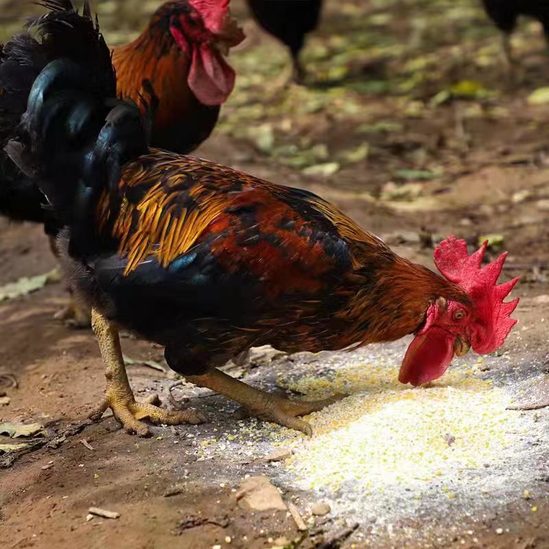 农家散养大公鸡 3-3.5斤 顺丰发货