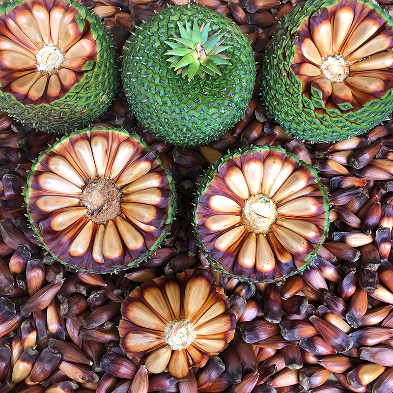 巴拉那松新鲜大松子