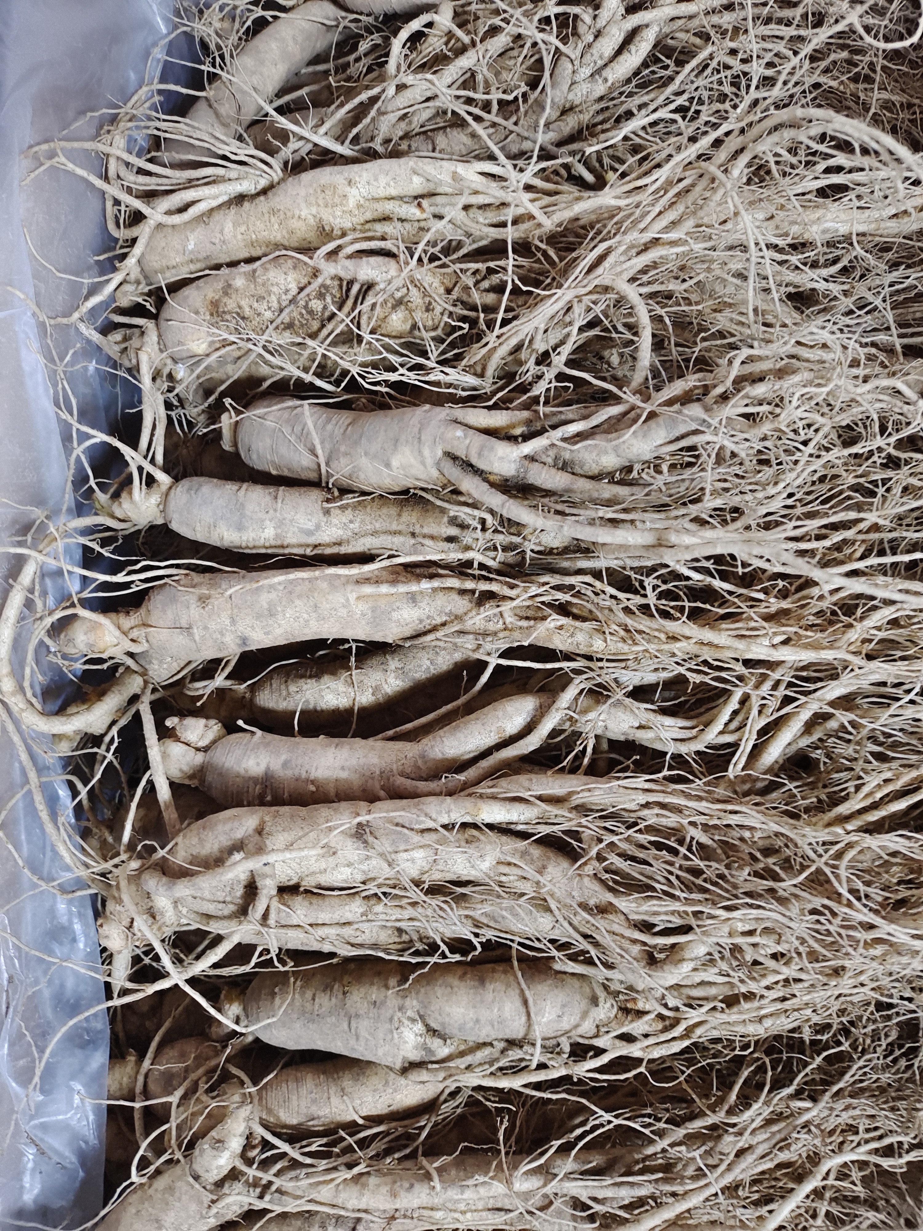 长白山各种规格鲜参