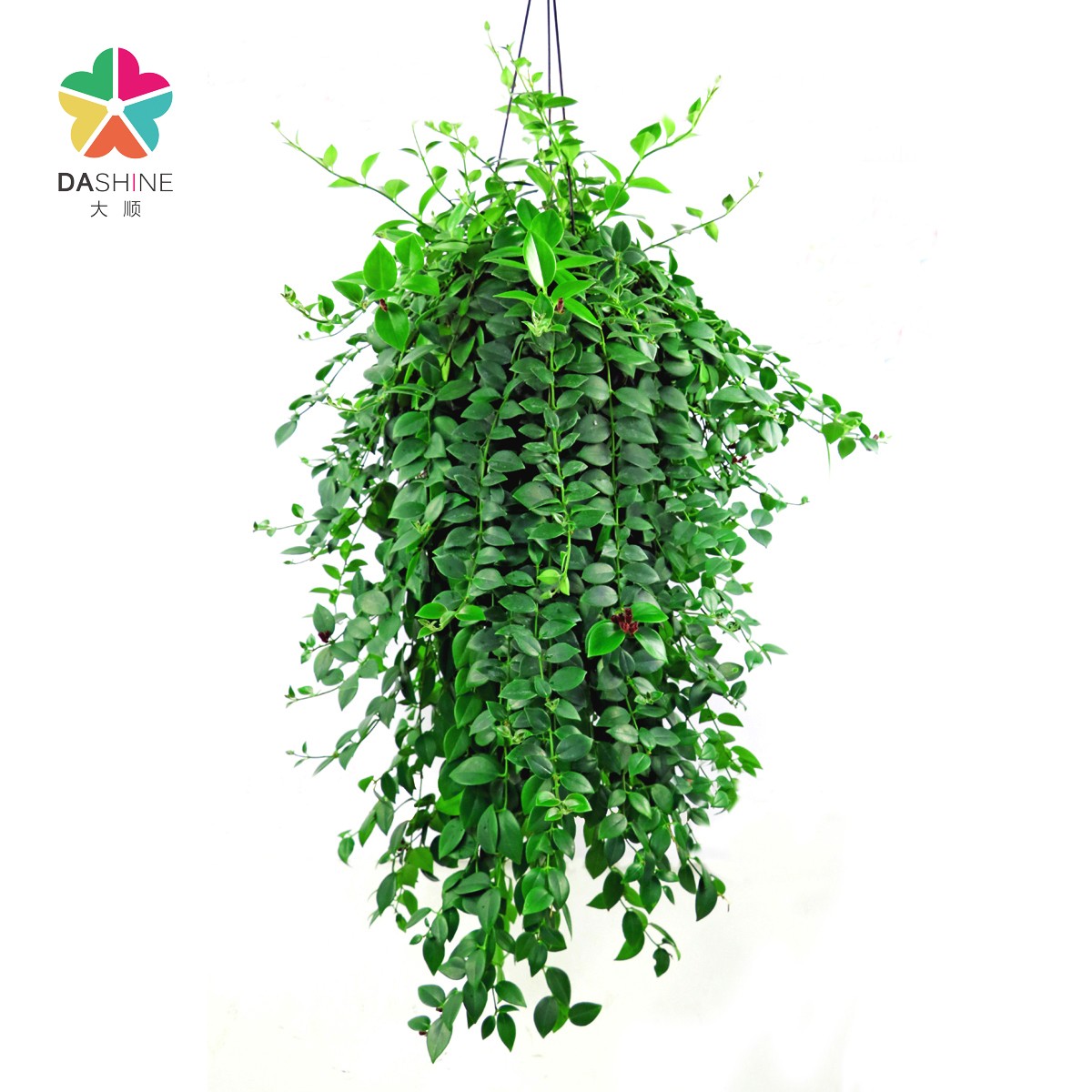 【大顺】口红吊兰 花蔓草盆栽花卉庭院阳台垂吊花卉绿植装修