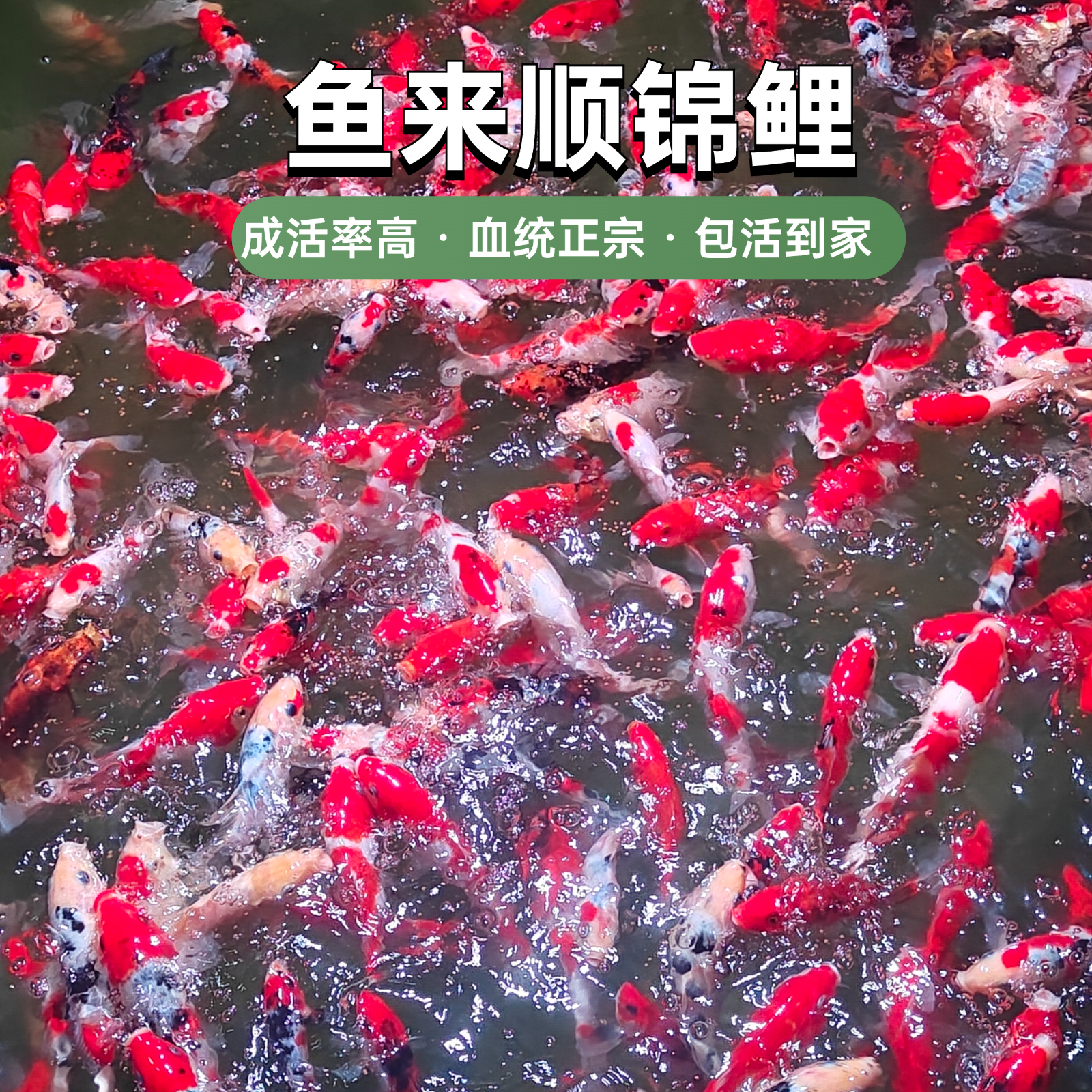 【顺丰包活包邮】日本正宗昭和黄金龙凤锦鲤大正纯种观赏鱼淡水好养