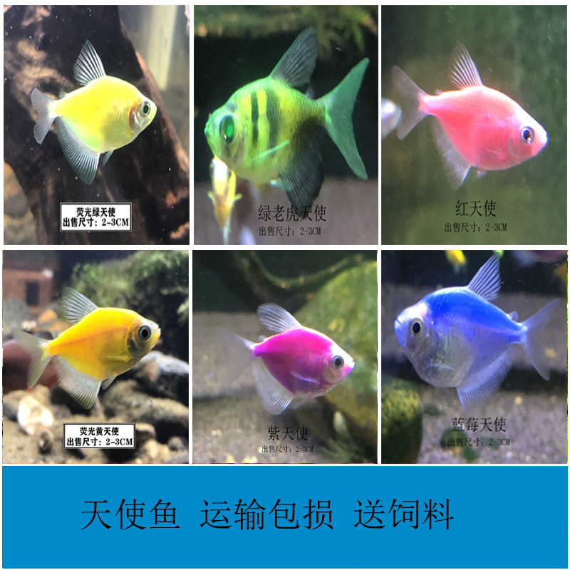 天使鱼观赏鱼大号群游懒人小型淡水好养耐活红天使老虎热带鱼鱼苗