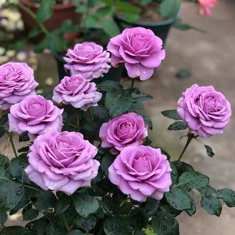 【水王星】紫色多头丰花欧洲月季四季开花阳台庭院盆栽地栽