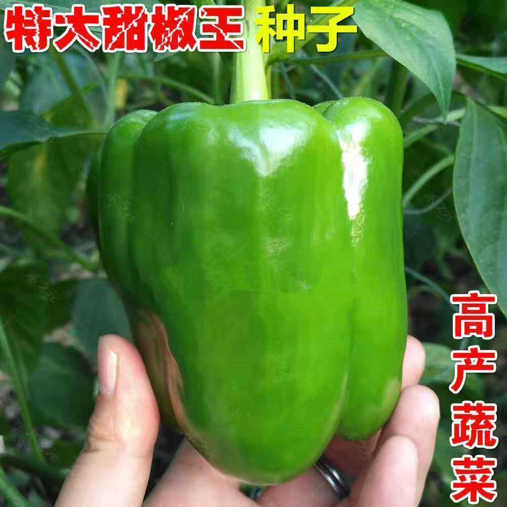 甜椒种子大甜椒青椒灯笼椒菜椒辣椒种子阳台春秋冬季蔬菜种子