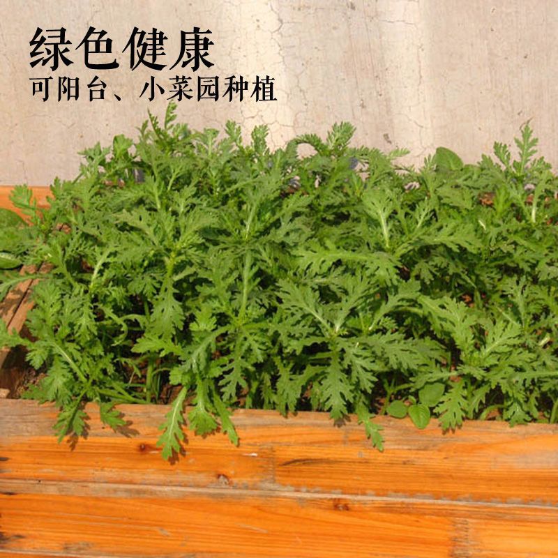 小叶茼蒿种子种籽菜种皇帝菜秋冬季籽种青菜蔬菜孑菜籽茼蒿菜种