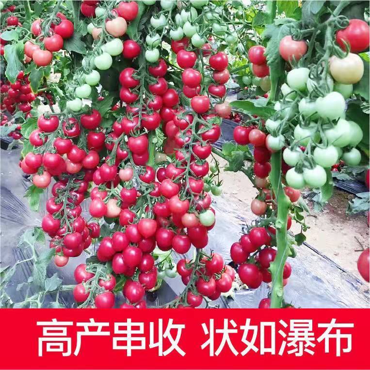 甜瀑布小番茄种子高产樱桃圣女果西红柿苗种籽庭院盆栽蔬菜庭院