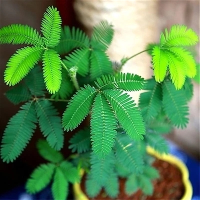 含羞草种子害羞草花种籽子四季播种开花盆栽阳台种籽花卉花籽