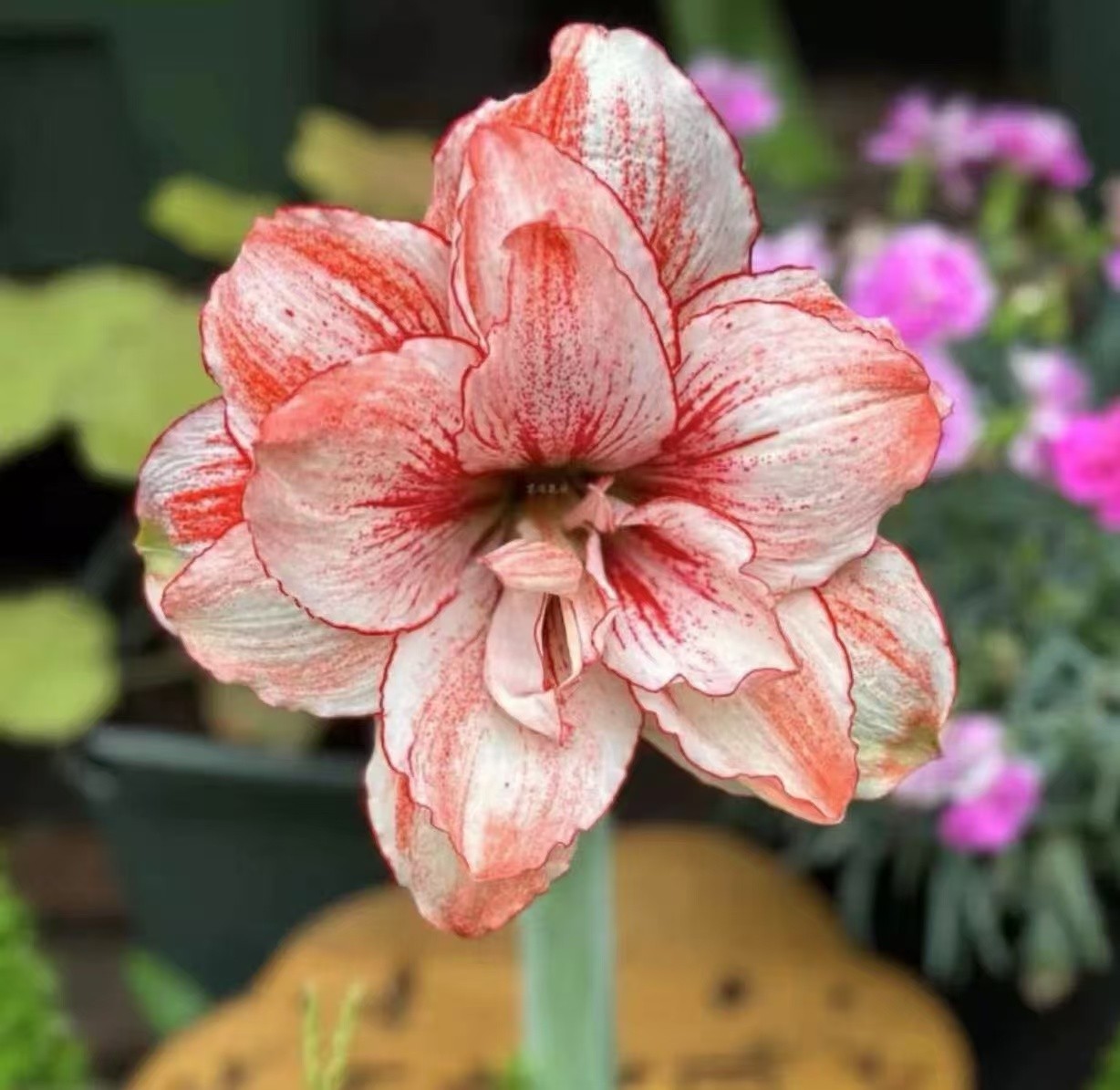 上天揽月朱顶红小苗3-4