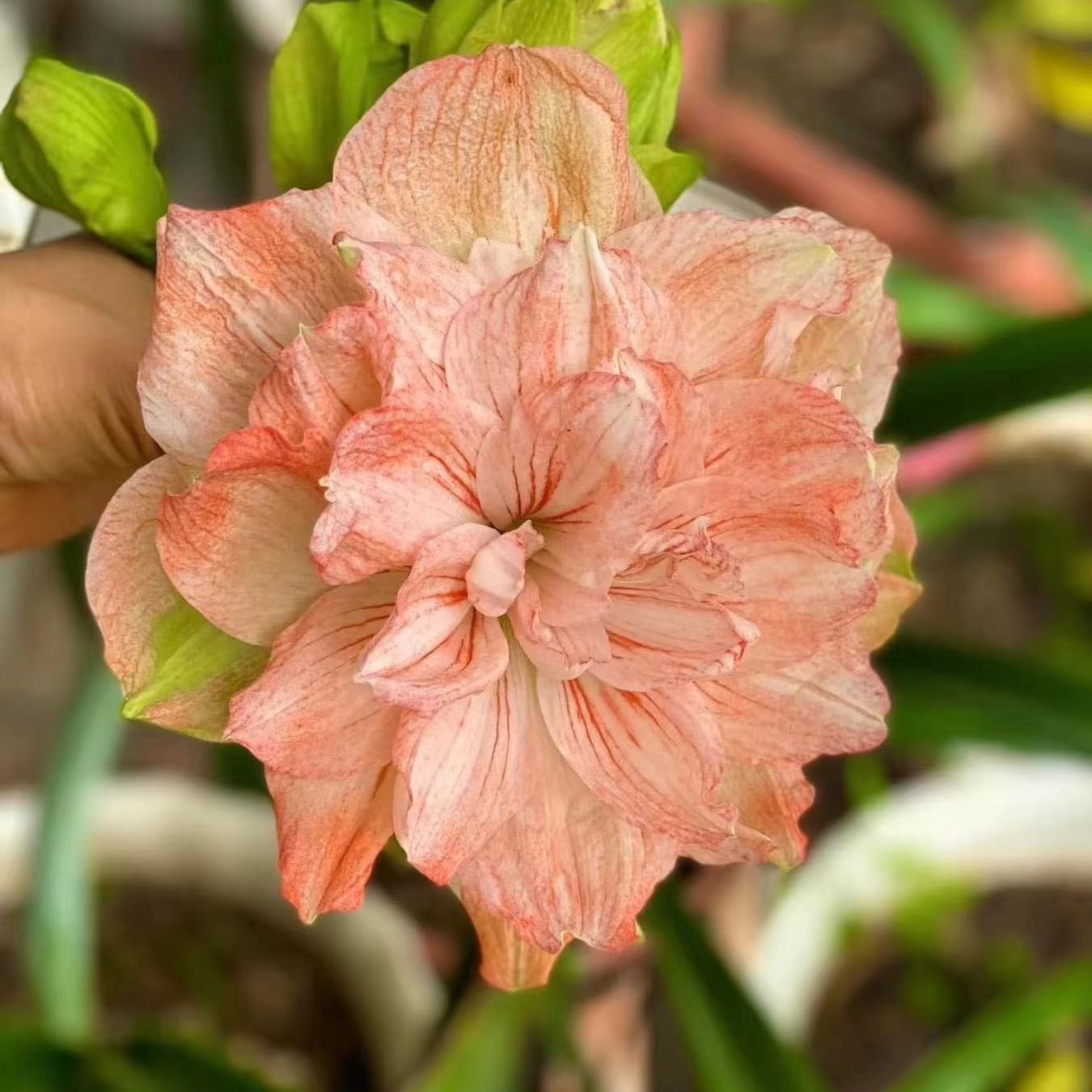 大球     开花球   朱顶红大球链接