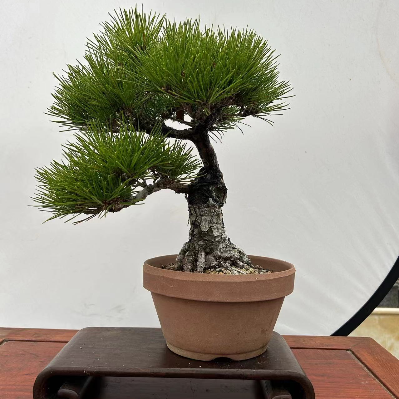 黑松老桩把玩小精品盆景
