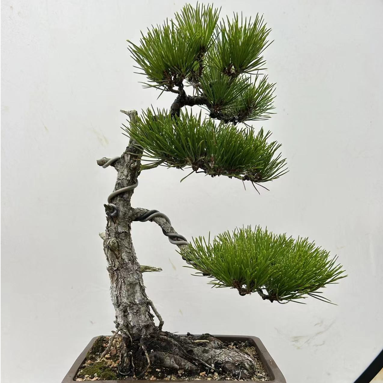 黑松精品老桩盆景