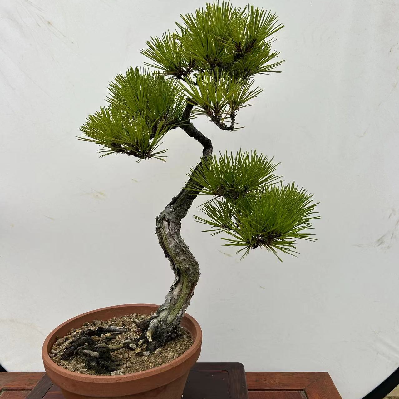 黑松老桩精品盆景