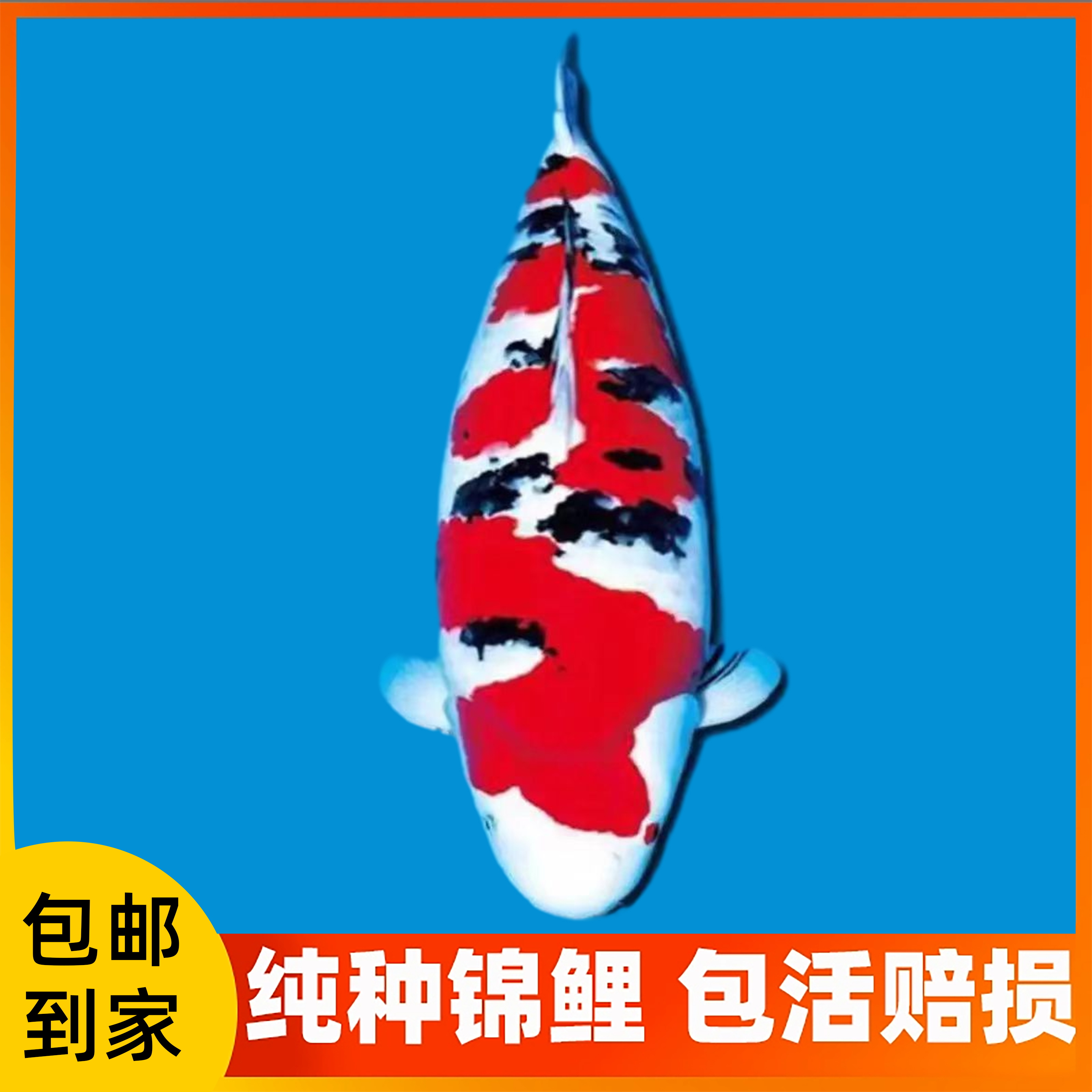 锦鲤红白大正昭和金鱼冷水鱼淡水鱼水族养殖包邮饲养活体养鱼发货
