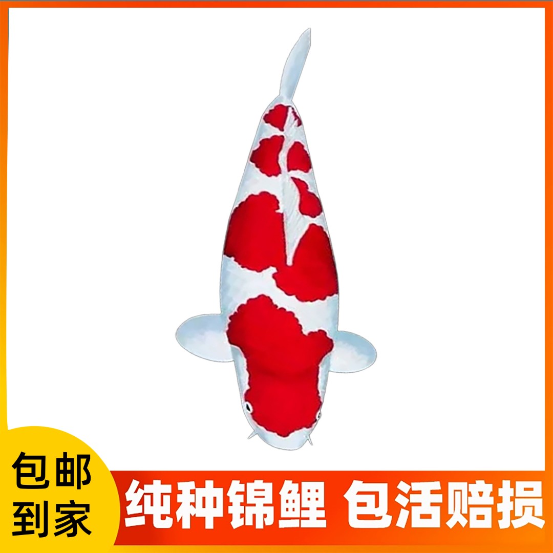 锦鲤观赏鱼活体介子紅白淡水鱼冷水鱼水族养殖包邮发货