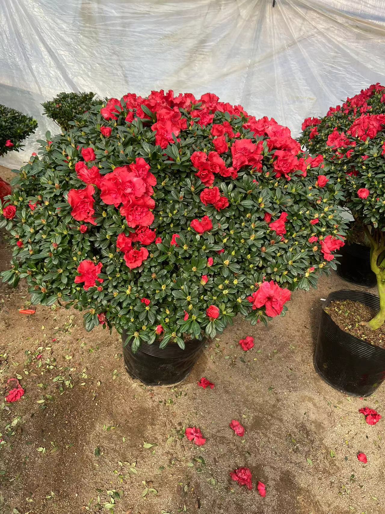 杜鹃花比利时红宝石原生苗老桩绿植庭院花卉盆栽原盆土带花苞四季