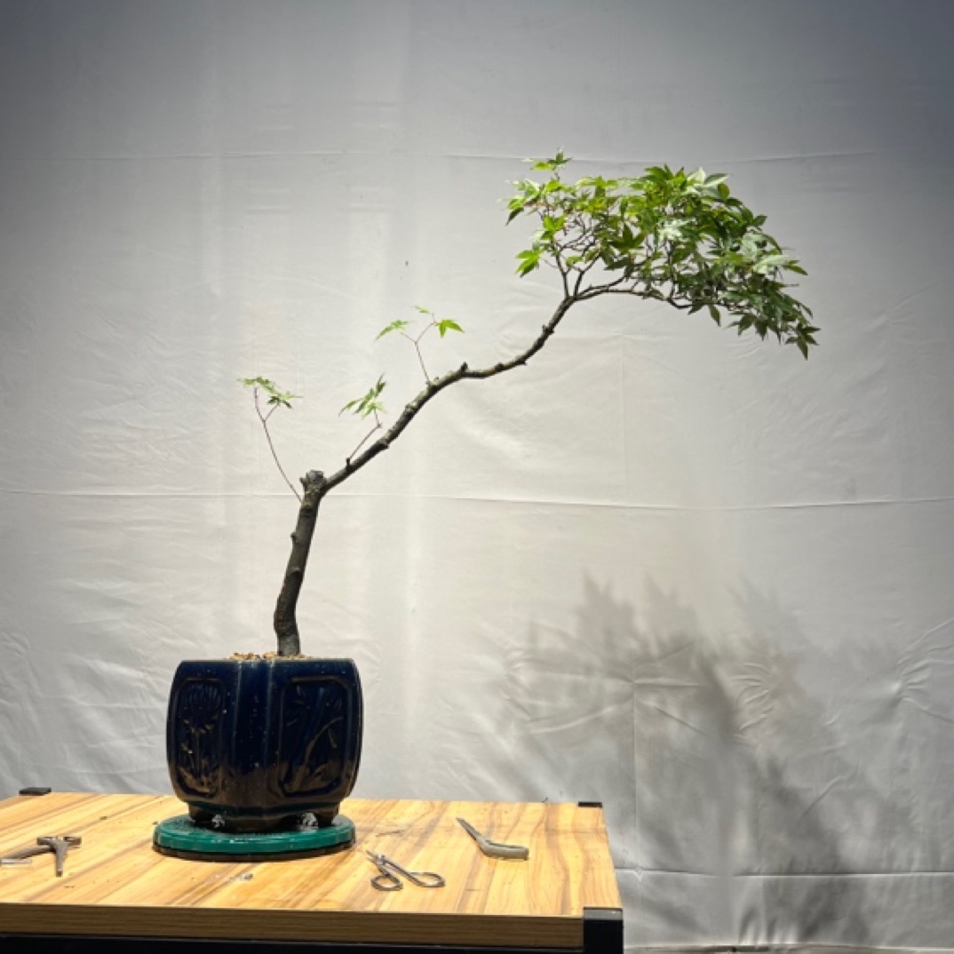 海岛石枫，春花，栀子花，基地直供。
