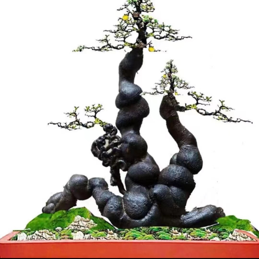 金弹子灌木盆景素材，直播间(一物一拍）(私拍不发货)
