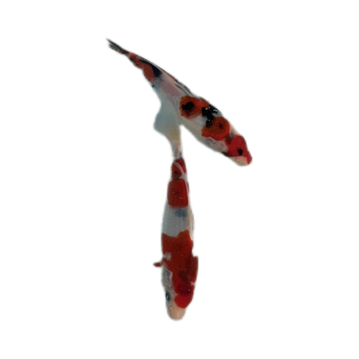 精品锦鲤红白大正留养级