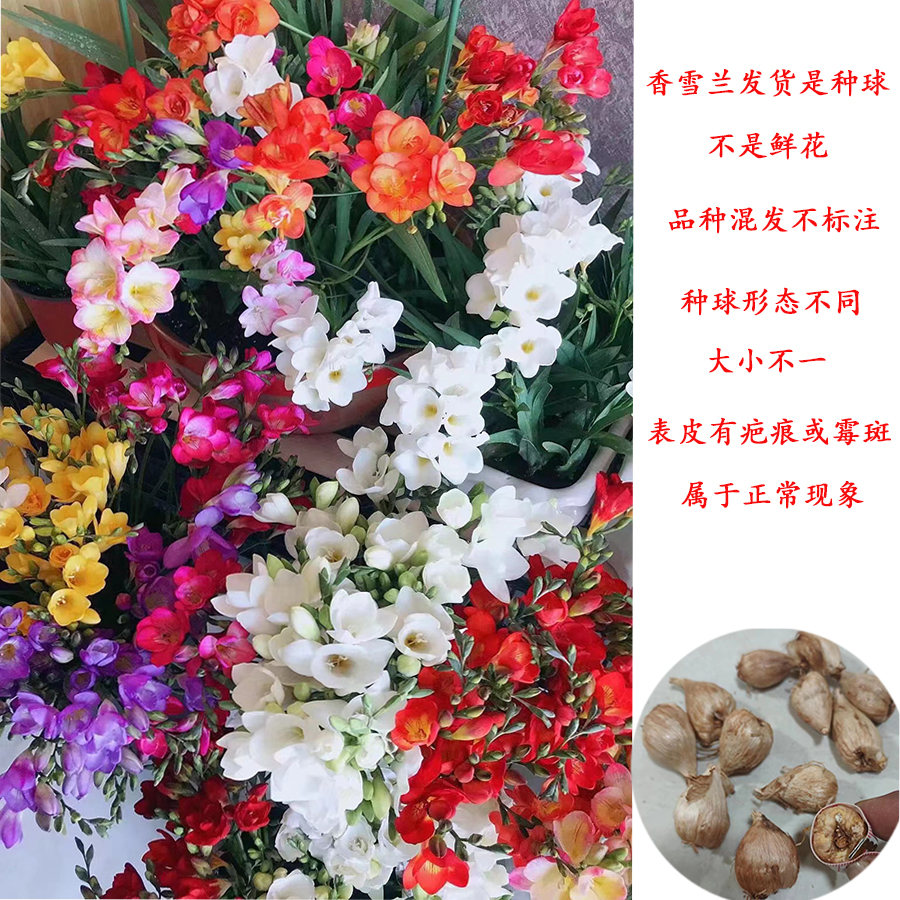 【抽奖专用】香雪兰小球盆栽北方9月后种植，南方10月后种植