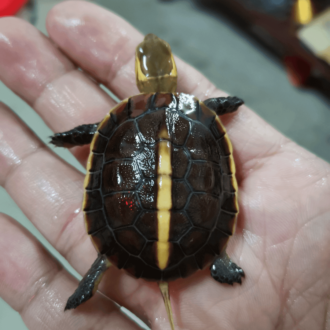 缘苗，吃水果的乌龟（1只）