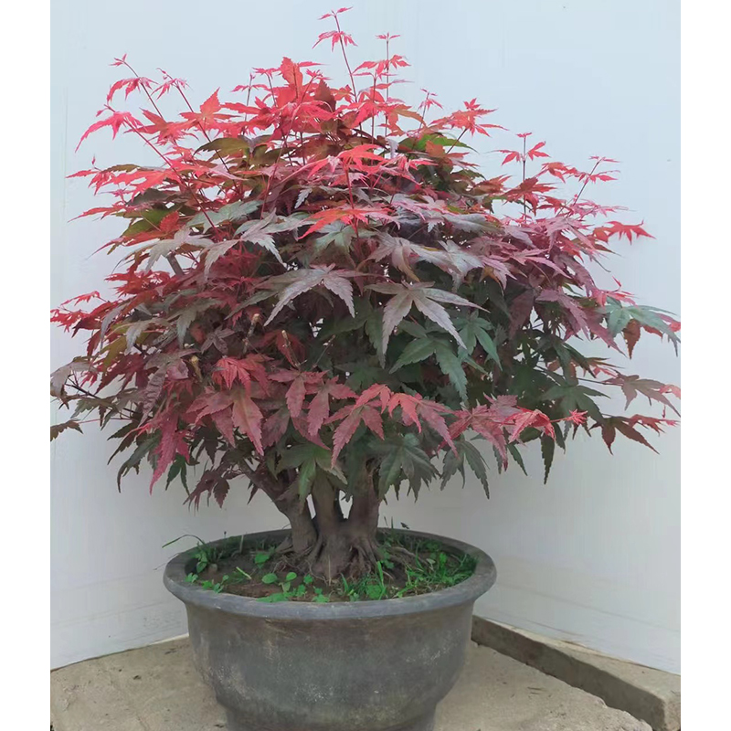 正扬盆景 一物一拍 以直播间截图为准