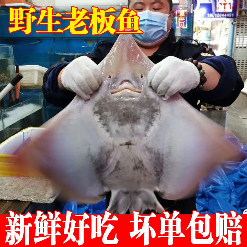 野生海鲜魔鬼鱼老板鱼新鲜笑脸鱼蝶鱼鳐鱼软骨锅盖鱼劳子鱼劳板鱼