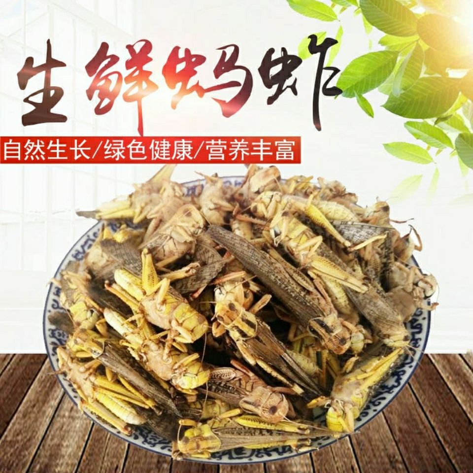 天天特价 土蚂蚱 新鲜速冻蝗虫 东亚飞蝗食用昆虫 餐桌美食下酒菜