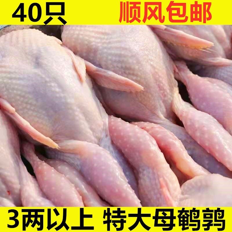 40只现杀特大母鹌鹑 放血去内脏 新鲜白条冷冻烧烤油炸炖汤批发