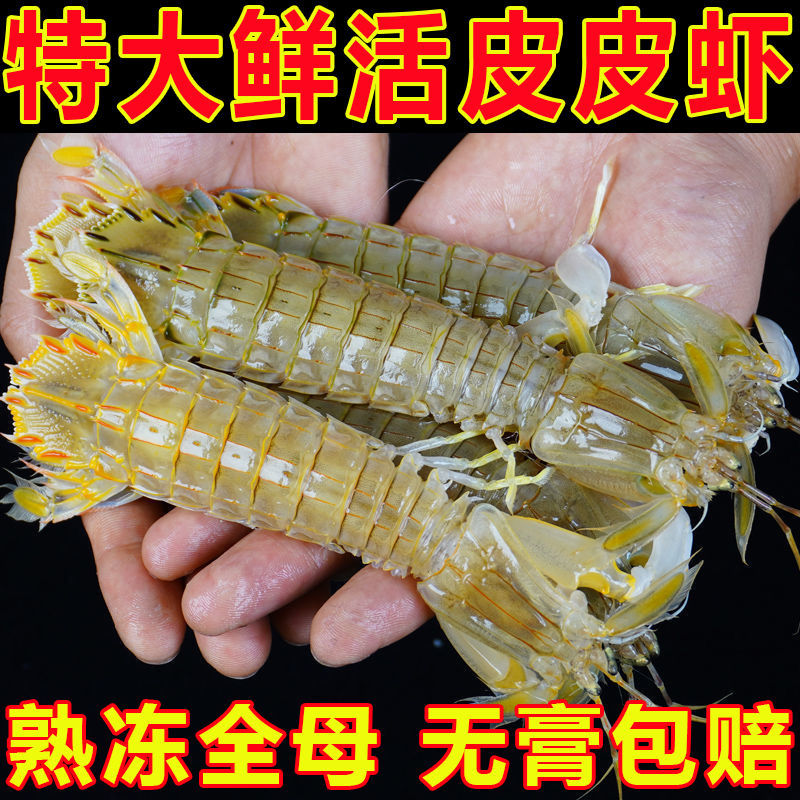 皮皮虾鲜活超大号熟冷冻皮皮虾带膏全母皮皮虾新鲜虾姑虾爬子海鲜