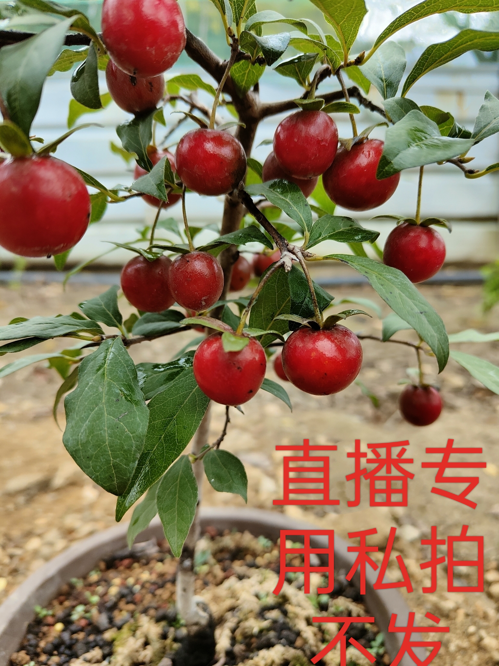 老鸦柿盆景直播专用（2100-3000）