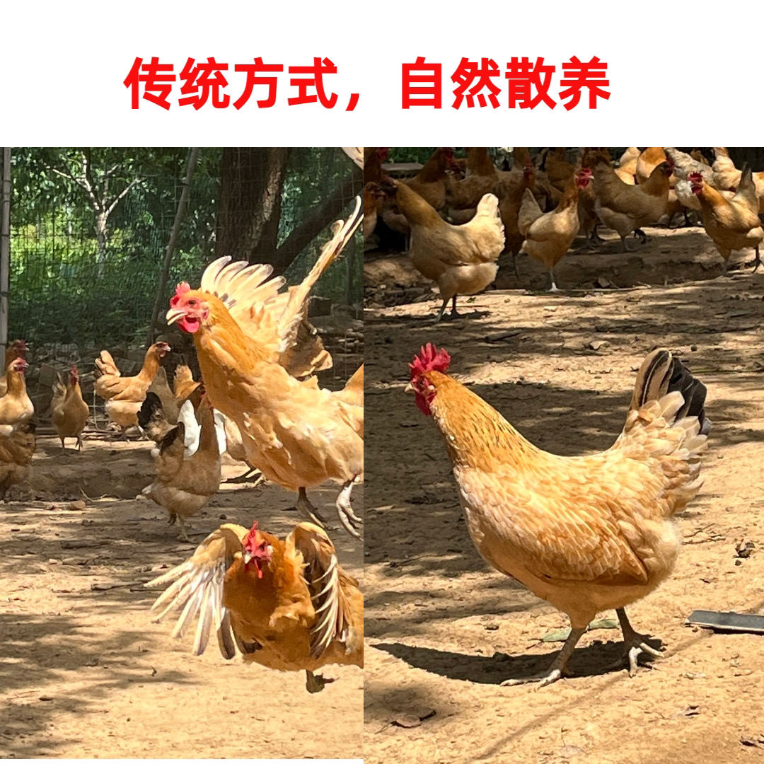 正宗农家散养土鸡公骚公鸡新鲜保鲜发货1000g整只 包冰率不含冰