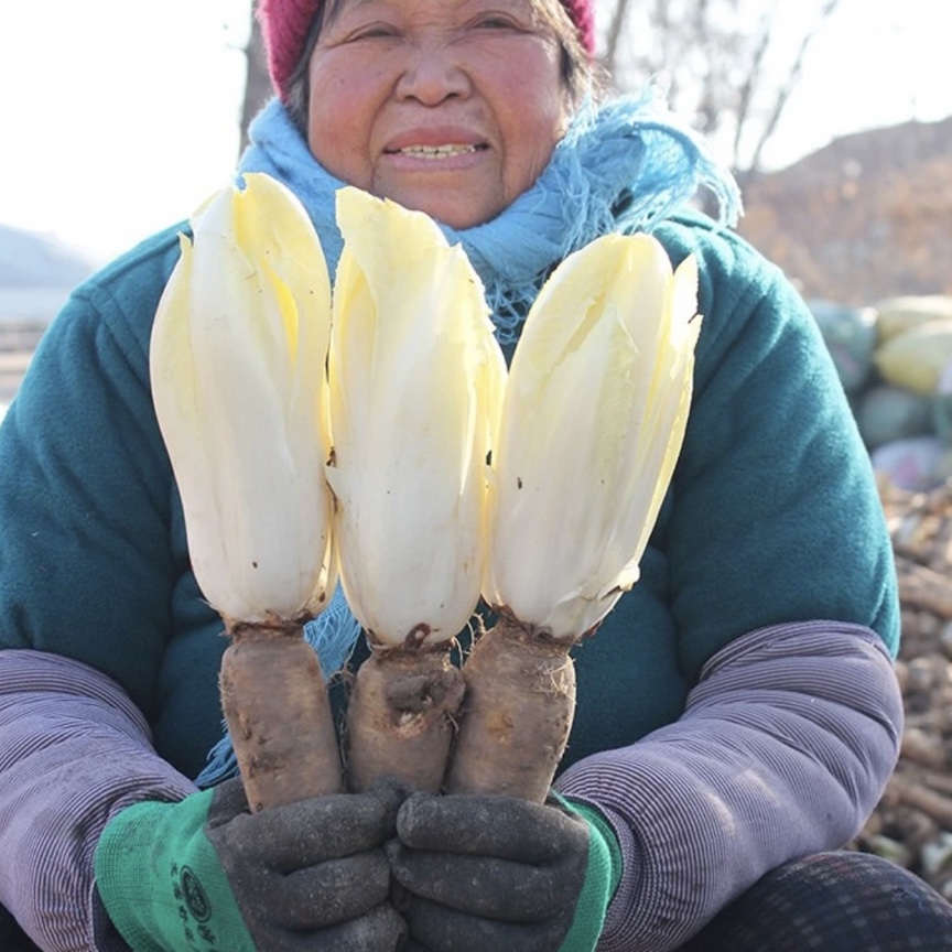 山东寿光金玉兰根菊苣根新鲜盆栽阳台小院种植