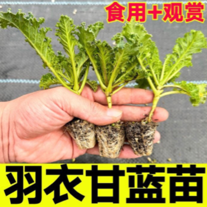 山东寿光羽衣甘蓝绿色紫色盆栽植物地栽