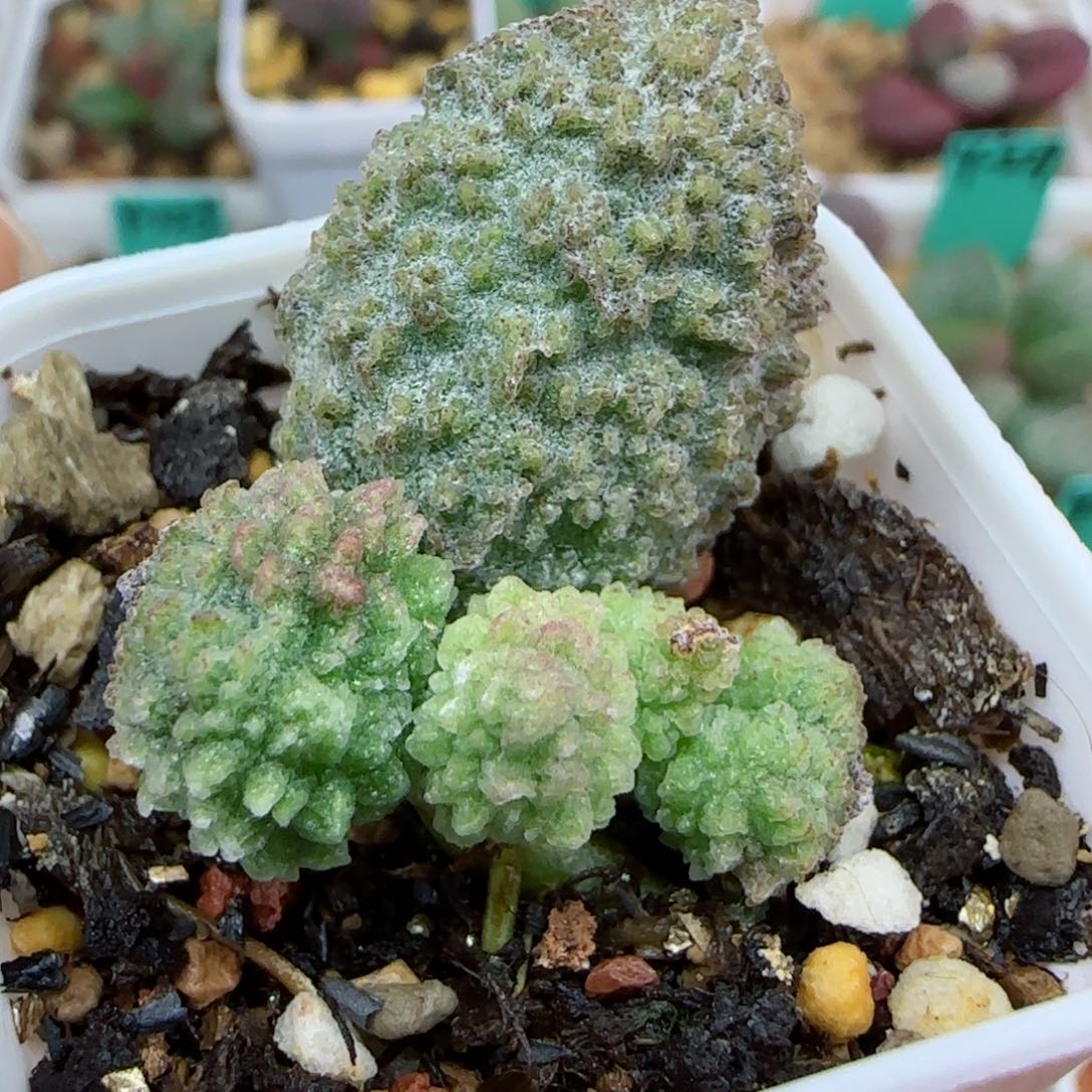 火麒麟叶插，有瑕疵，带盆发