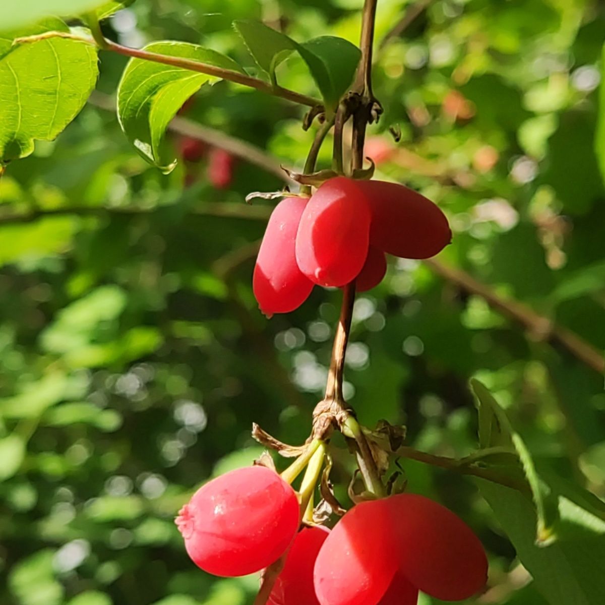 黄栌春天绿叶，秋天观赏红叶，冬天落叶看古感