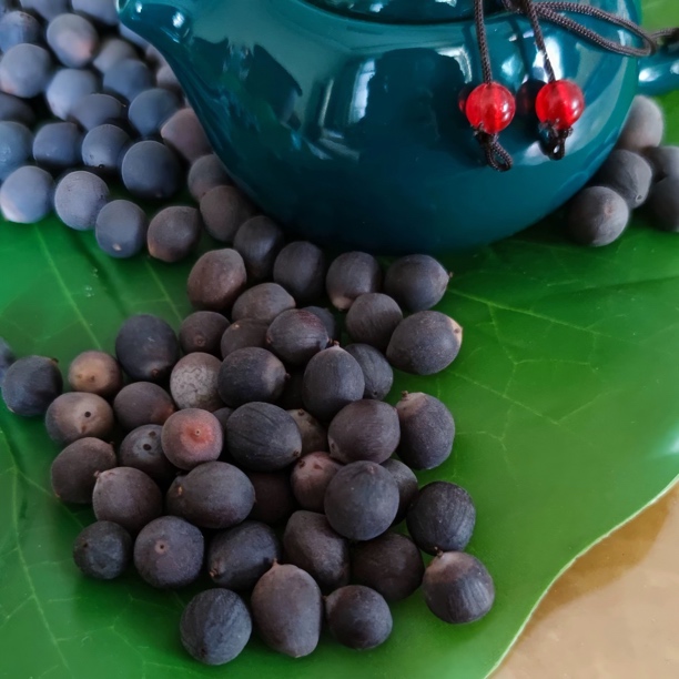 大型荷花种子池塘水养荷花四季莲藕室外盆栽莲花花籽观赏碗莲种籽