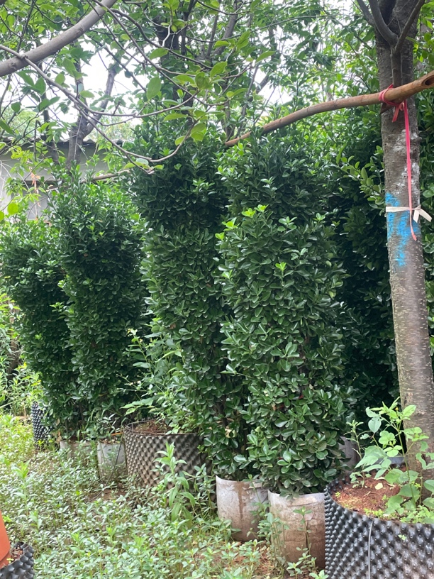 大叶黄杨柱（北海道黄杨）