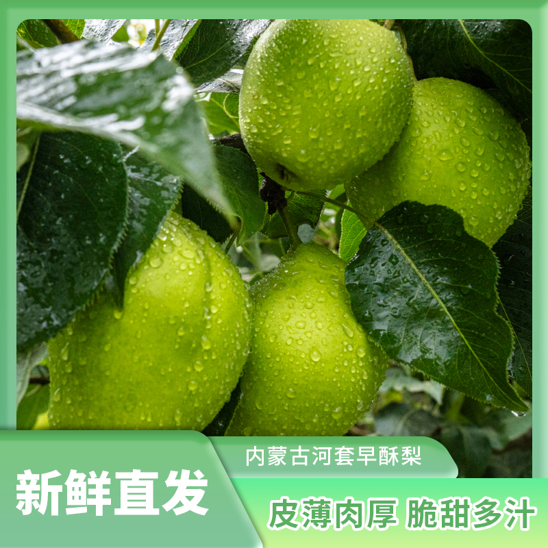 冰糖早酥梨香甜农家绿梨新鲜梨苹果梨薄皮皇冠青皮梨大果一整箱子