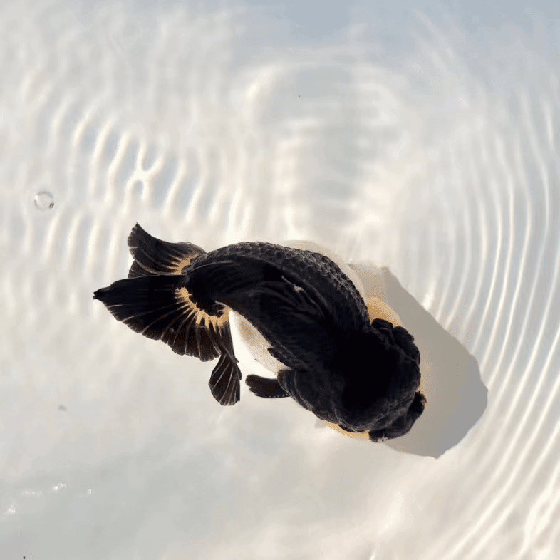 进口玛丽（拍前与主播沟通好，包活到手，售出概不退换）