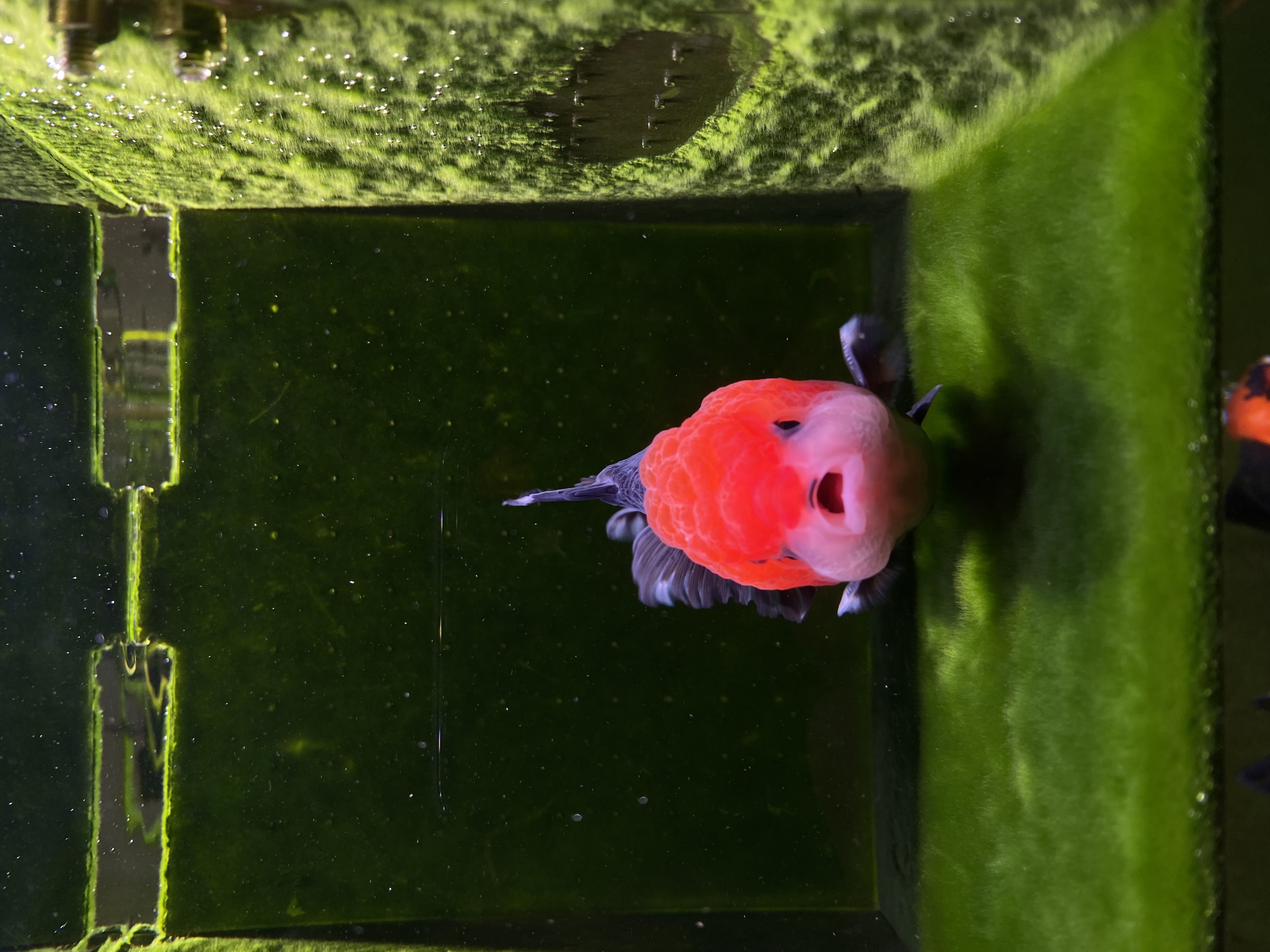 7-9厘米精品进口玛丽（仅包活到家，售出概不退换）