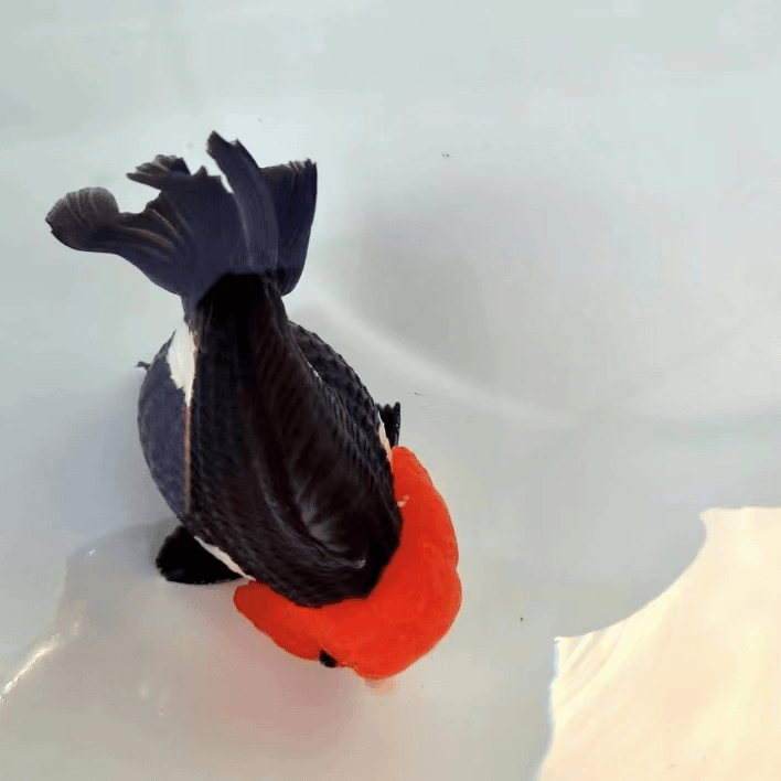 进口玛丽（仅包活到手，拍前与主播沟通好，售出概不退换）