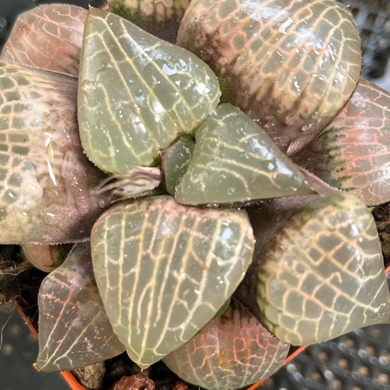 丸叶粉玻璃【满16包邮】多肉植物