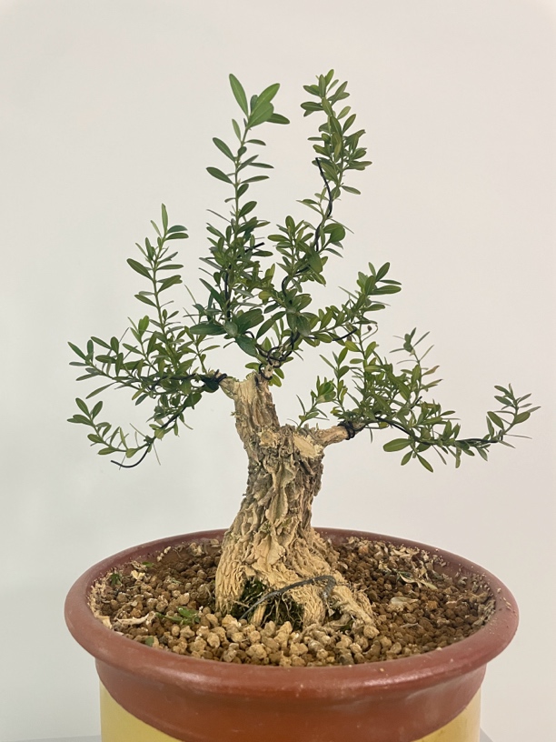 （一物一拍）黄杨盆景素材多样品种齐全需要直接联系