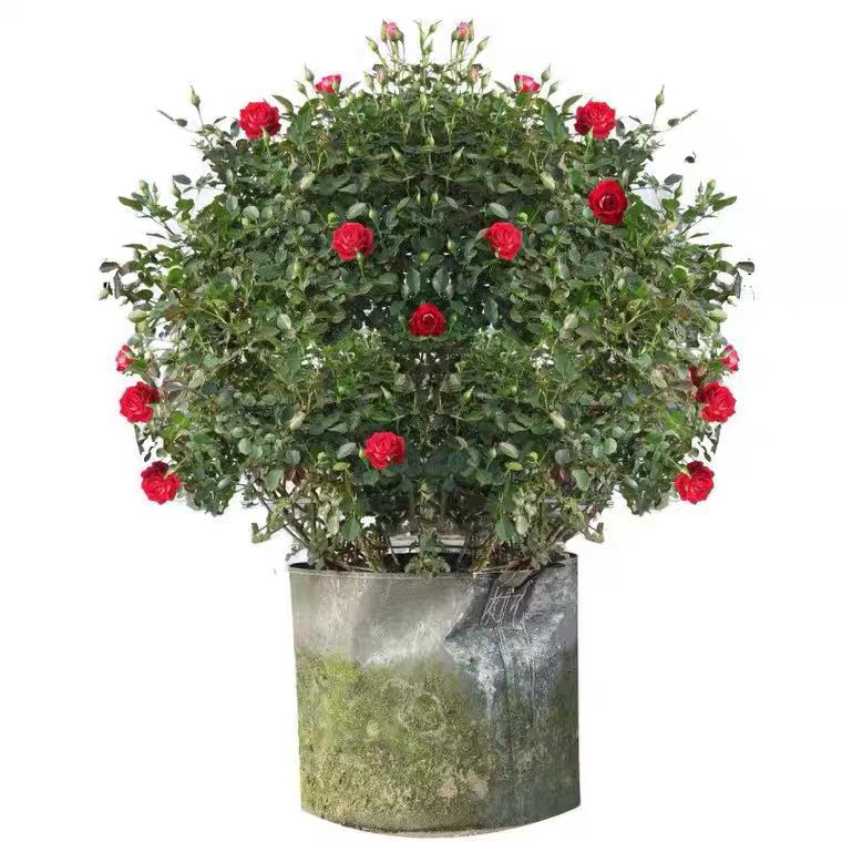 月季花球造型爬藤蔷薇花成品立体景观花卉球形花蓝球状藤彩虹花柱