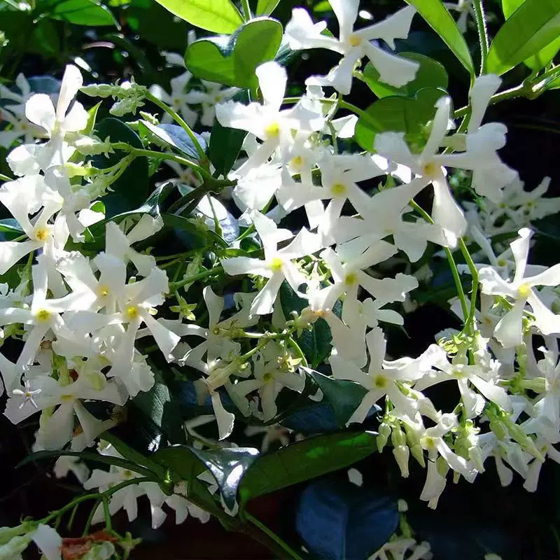 风车茉莉爬藤植物盆栽大苗垂丝茉莉花卉好养绿植四季开花庭院室内